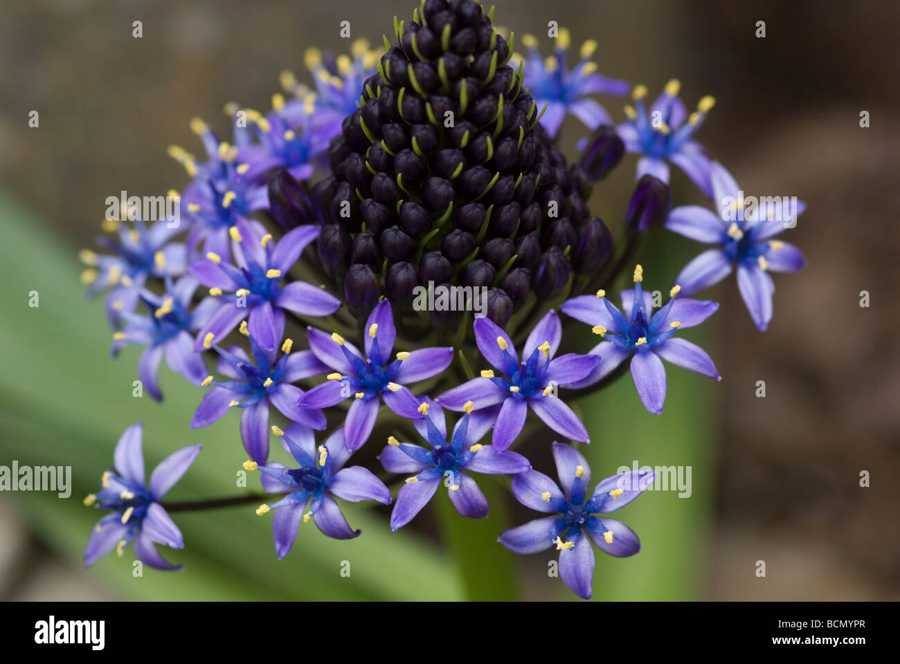 SCILLA PERUVIANA CLOSE UP Banque D'Images