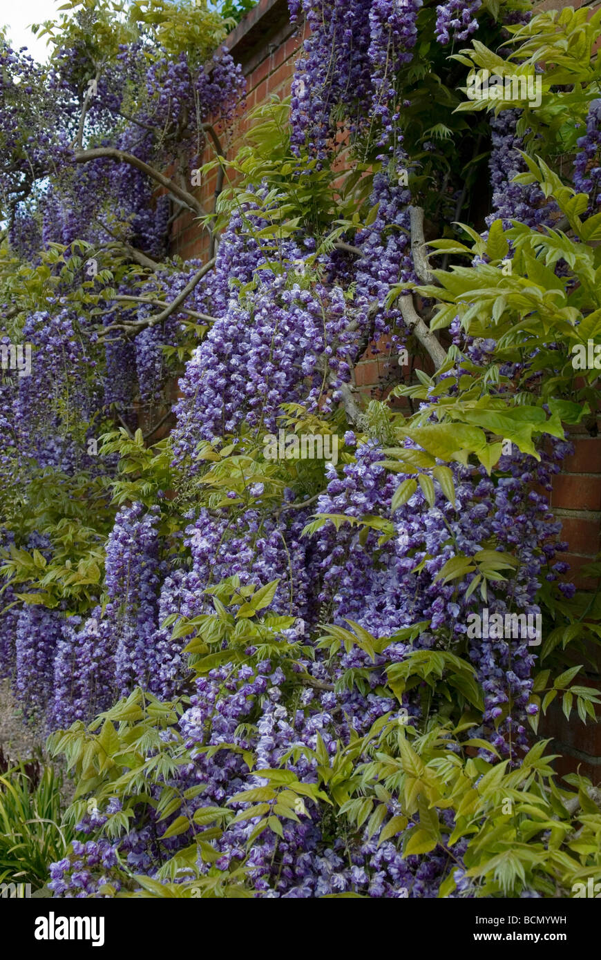 WISTERIA FLORIBUNDA YAE-SYN KOKURYU DRAGON NOIR FORMÉ CONTRE UN MUR Banque D'Images