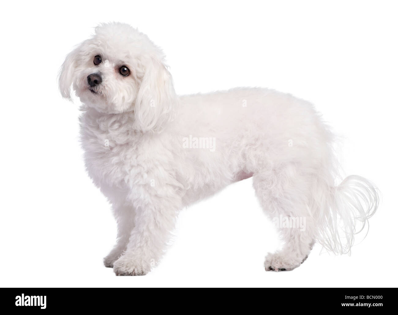 Profil d'un chien maltais, 4 ans, devant un fond blanc, studio shot Banque D'Images