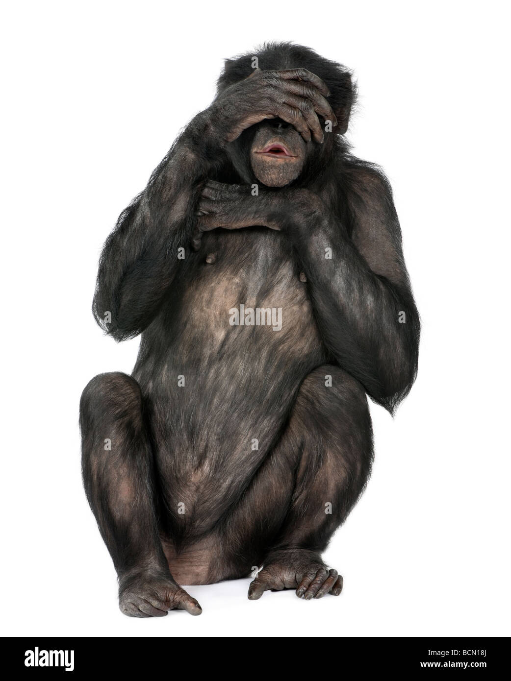 Voir aucun singe maléfique, race mélangée entre le chimpanzé et Bonobo, 20 ans, devant un fond blanc Banque D'Images