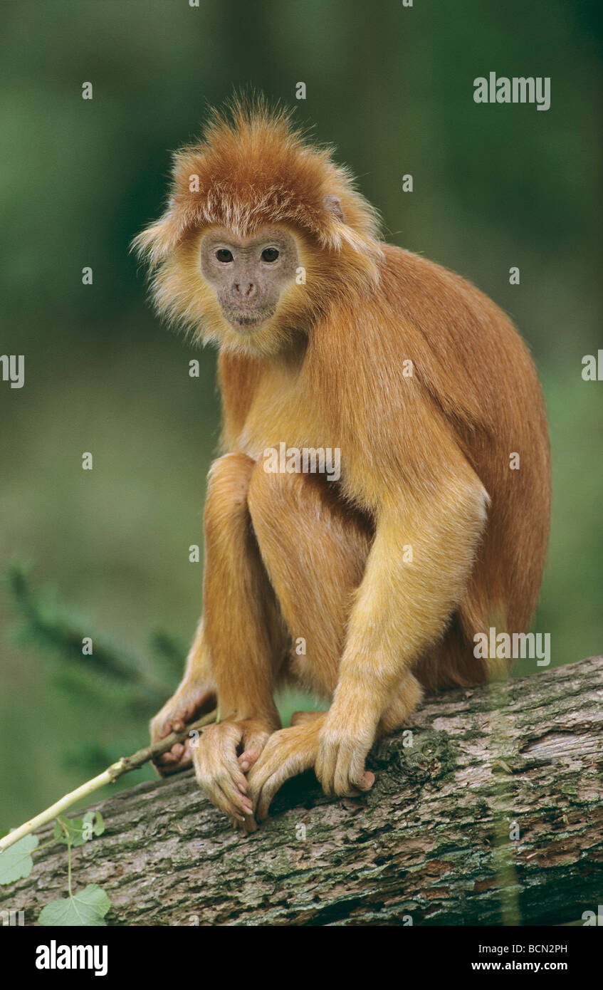 Lutung - sitting on tree trunk / Trachypithecus Banque D'Images