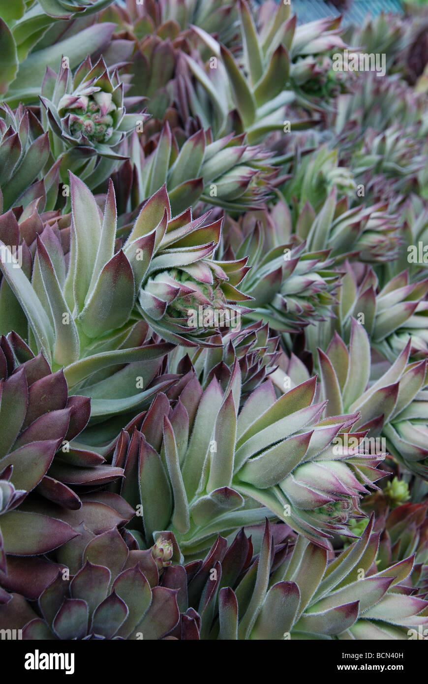 Feuillage pourpre et vert de succulentes echeveria communément connu sous le nom de poules et poussins Banque D'Images