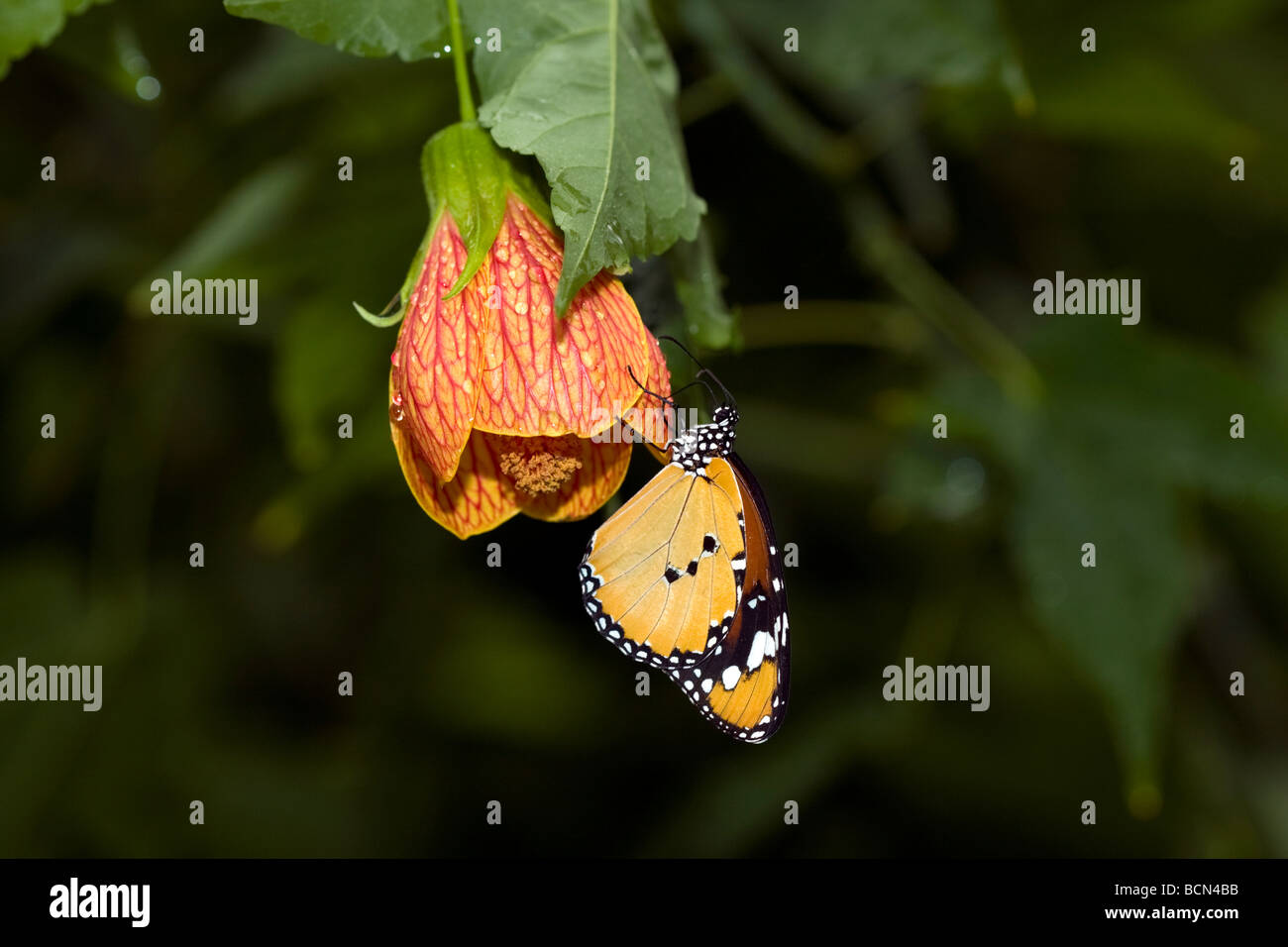 Le monarque (Danaus plexippus) est un papillon de l'asclépiade , dans la famille Nymphalidae. mieux connu American Butterfly. Banque D'Images