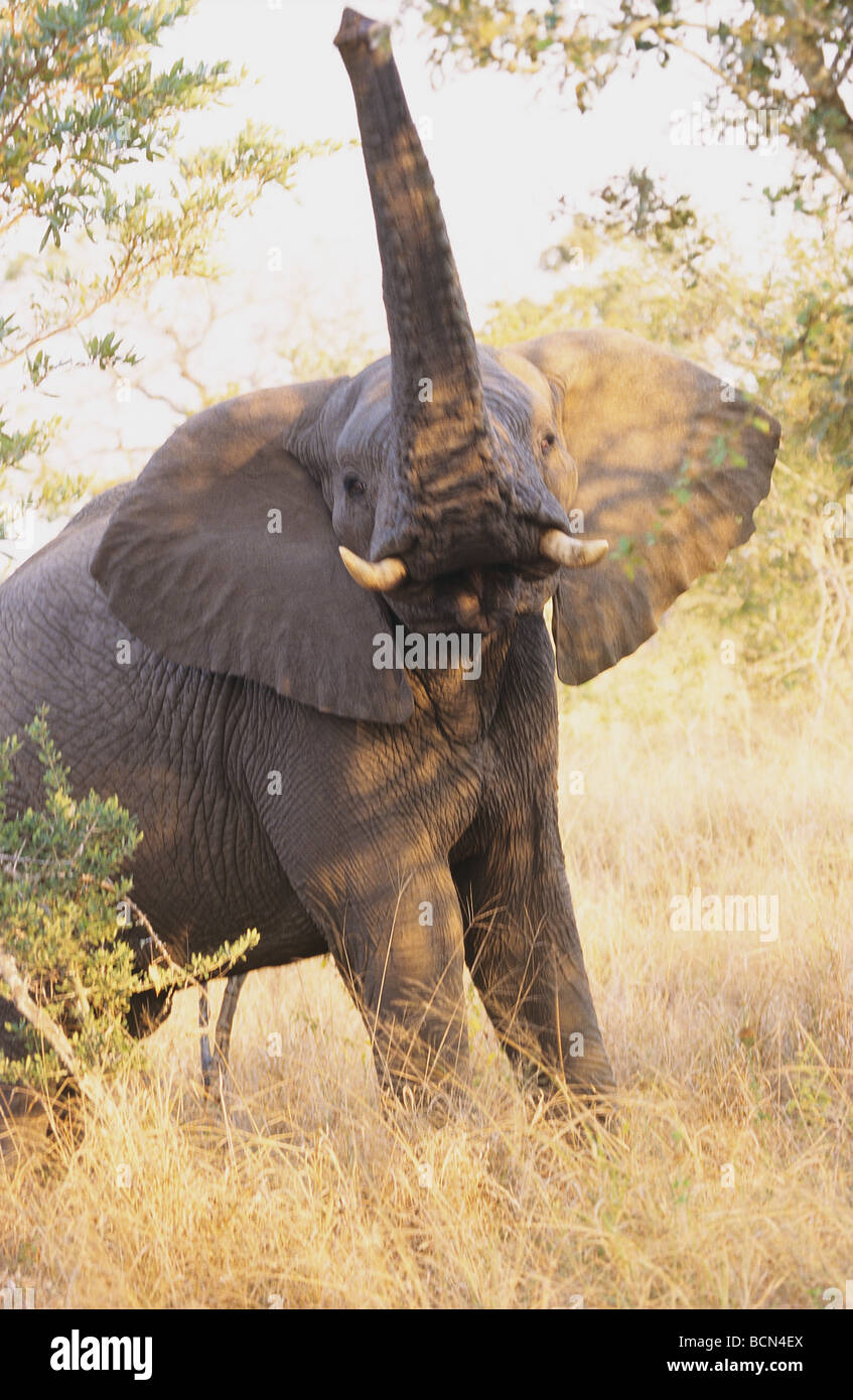 African Elephant - Loxodonta africana / trompette Photo Stock - Alamy