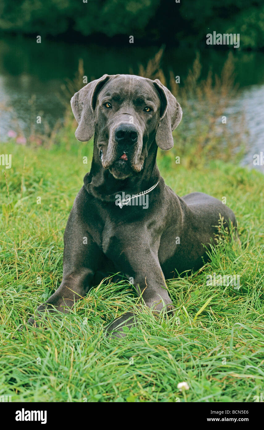 Chien dogue allemand - lying on meadow Banque D'Images