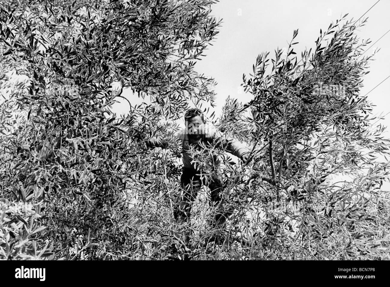 Ramassage des olives en Tunisie Banque D'Images