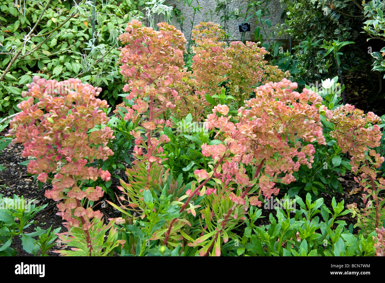 Eriogonum St Catherine's lace sauvage. Polgonaceae Longues tiges de fleurs rosâtres Banque D'Images