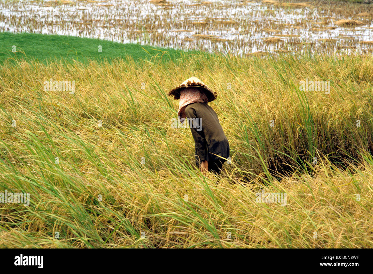 Les champs de riz du Vietnam delta du Mékong Banque D'Images