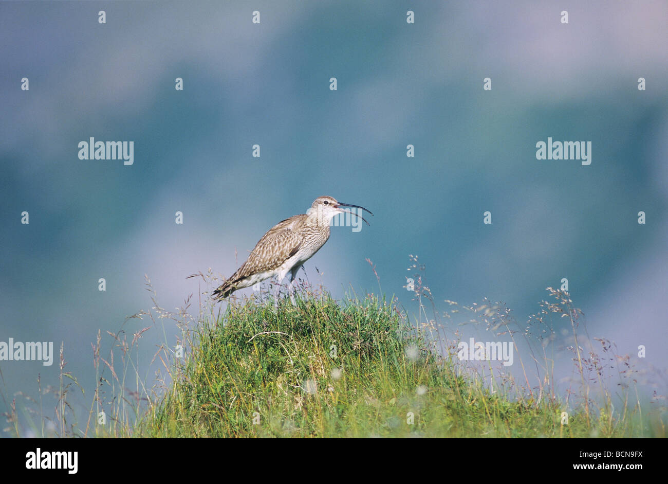 Courlis corlieu - standing on meadow / Numenius phaeopus Banque D'Images