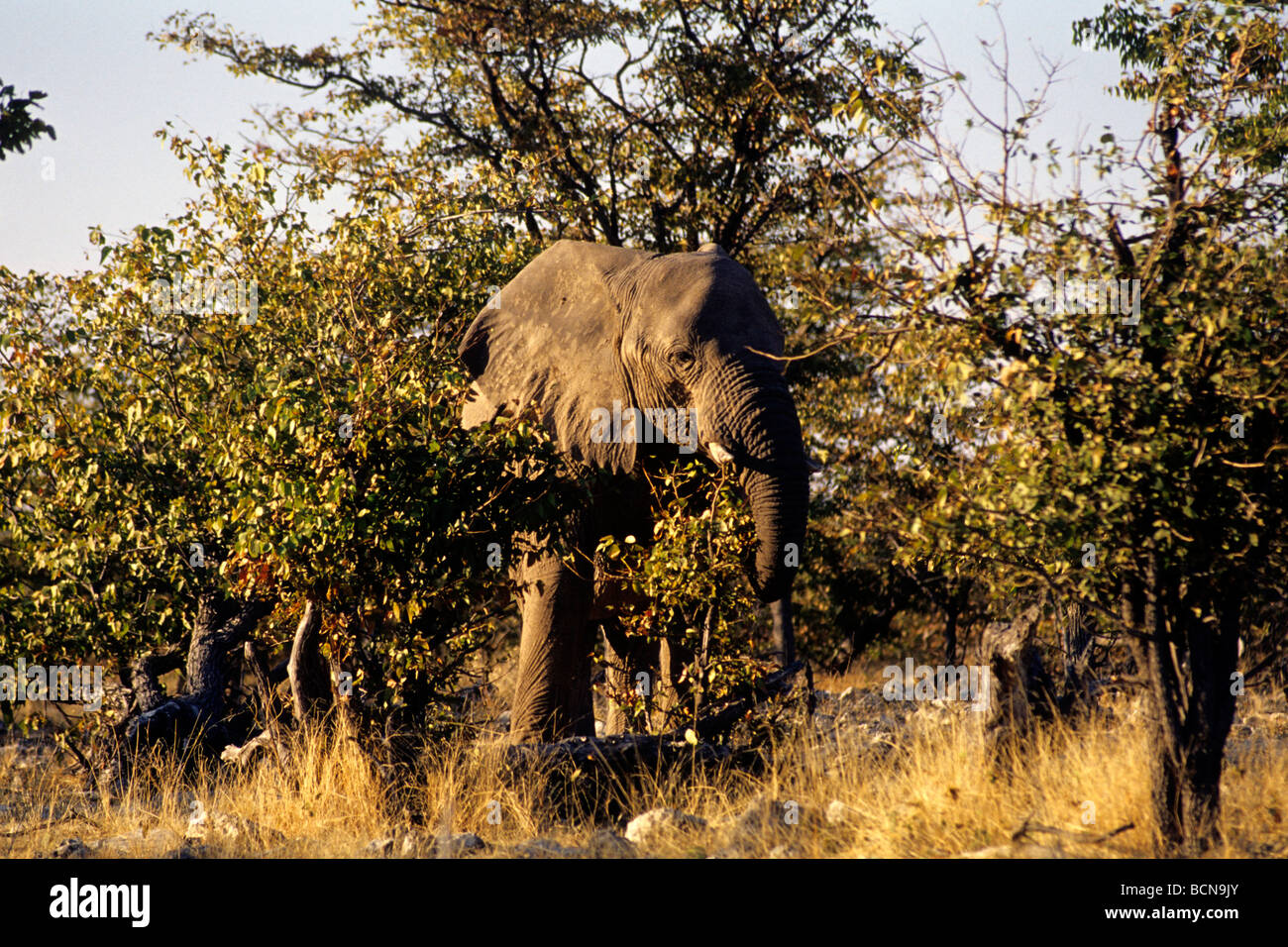 La Namibie etosha national park les pachydermes éléphants Banque D'Images