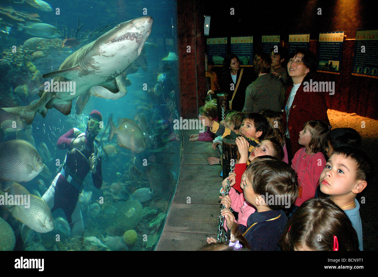Des enfants de race blanche regarder Poissons en aquarium des requins dans l'océan, l'Aquarium de Shanghai Shanghai, Chine Banque D'Images