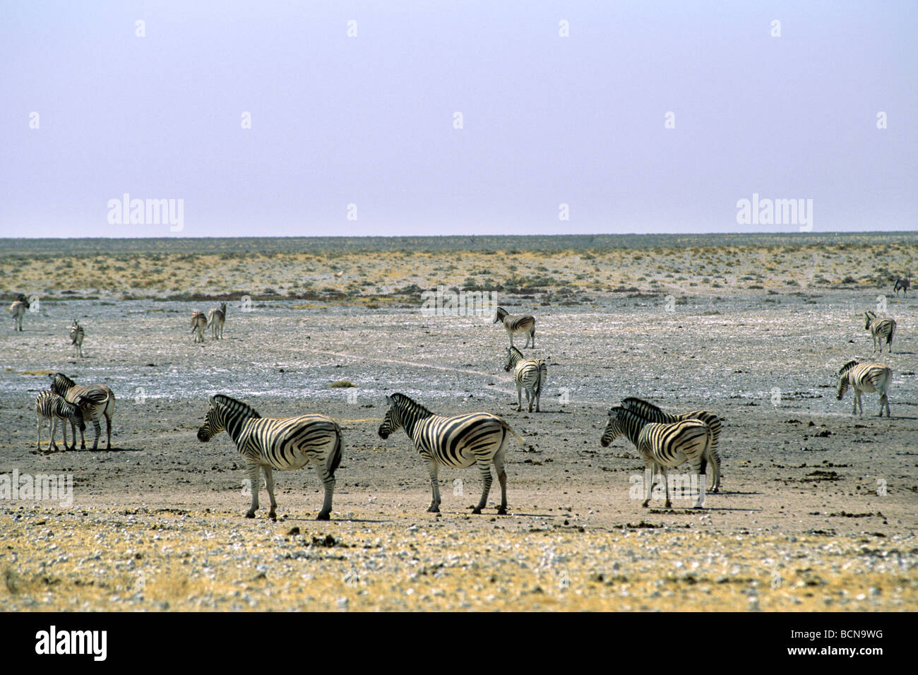 La Namibie etosha national park zebra Banque D'Images