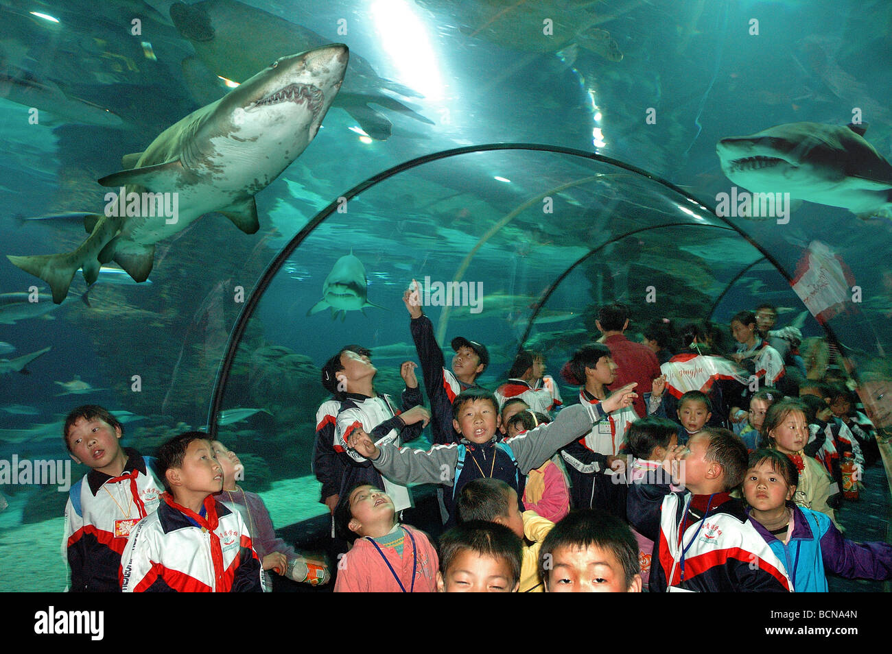 Les enfants de l'école dans l'observation des requins tunnel acrylique voûté à Shanghai Ocean Aquarium, Shanghai, Chine Banque D'Images