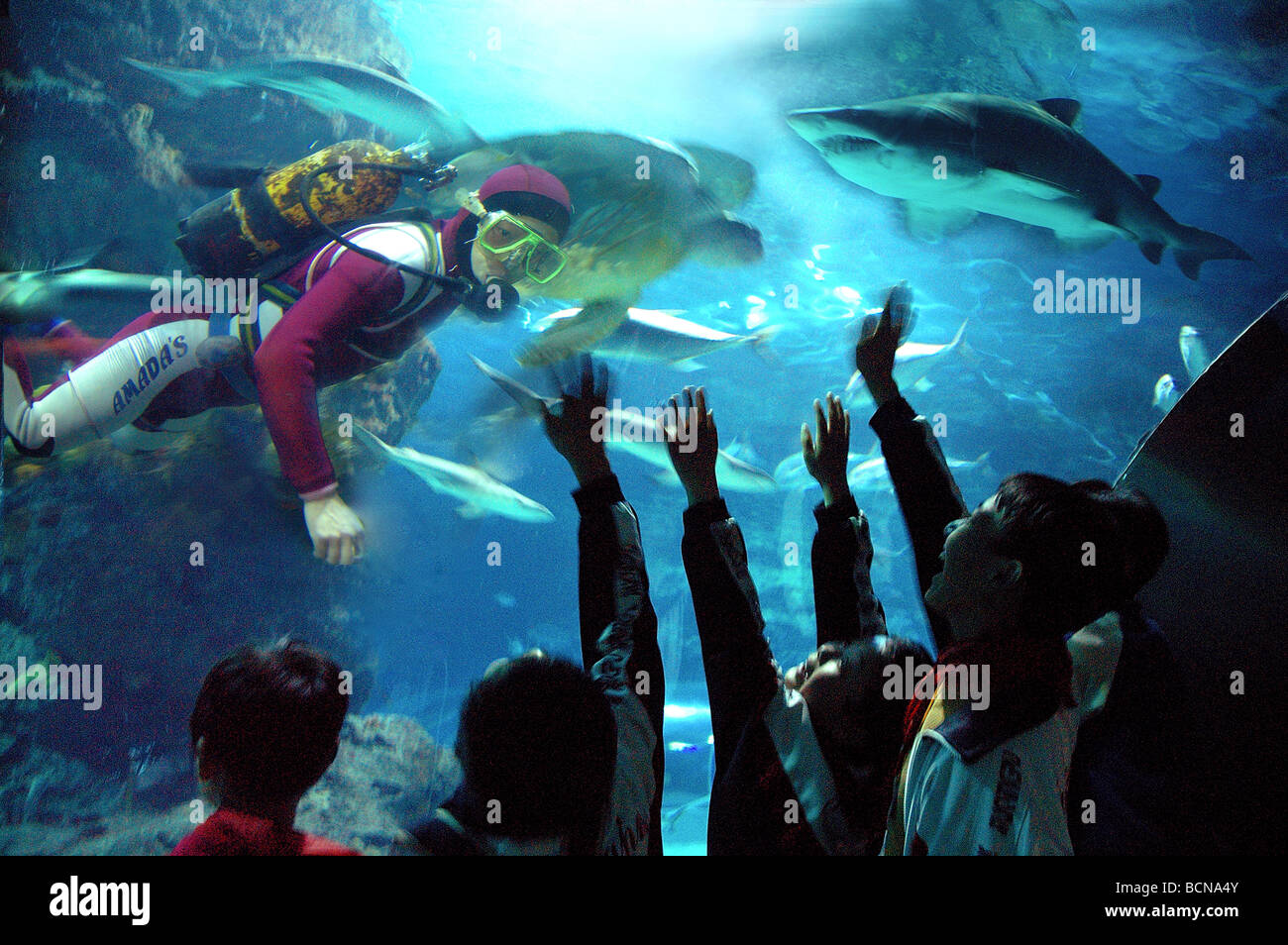 Les enfants de l'école avec excitation agitant à diver en aquarium des requins dans l'océan, l'Aquarium de Shanghai Shanghai, Chine Banque D'Images