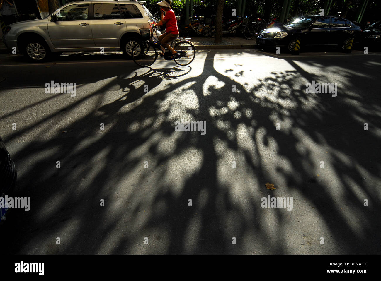 Woman riding bicycle dans la rue alors que sun cast ombre de platanes, Londres, Shanghai, Chine Banque D'Images