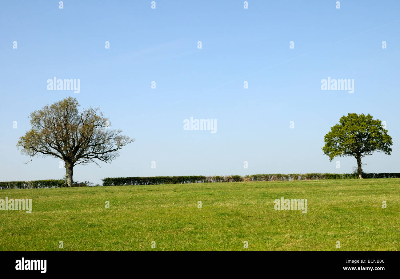 Un champ coupé nettement haie avec deux arbres de chêne (Quercus robur) avec des feuilles juste apparaissant au printemps. Burwash, Sussex, UK. Banque D'Images