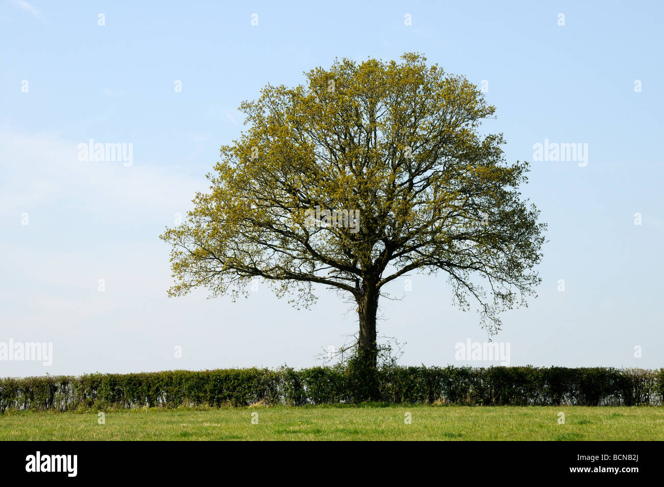 Un champ coupé nettement haie avec un chêne (Quercus robur) avec des feuilles juste apparaissant au printemps. Burwash, Sussex, UK. Banque D'Images