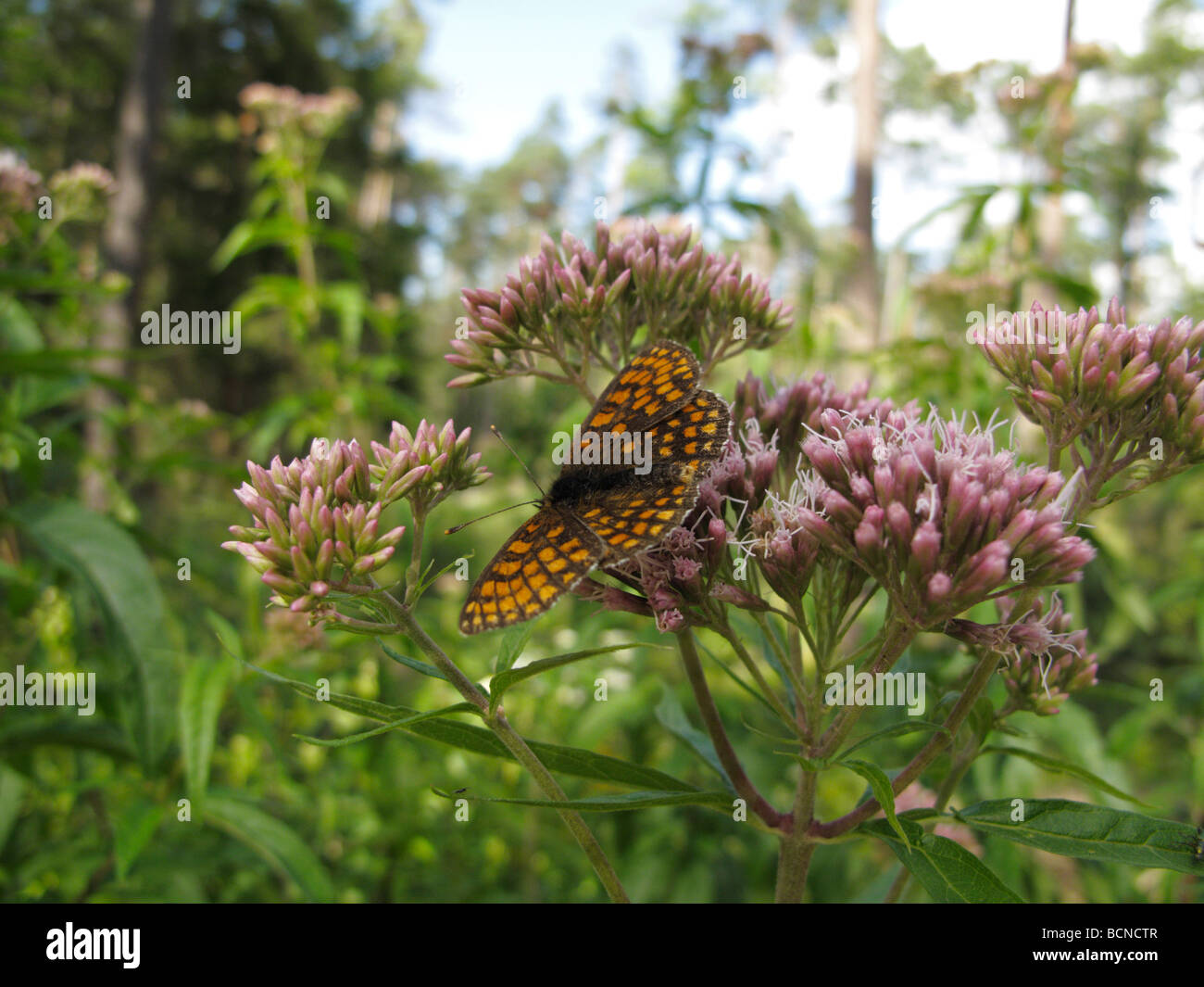 Melitaea athalia, le Heath Fritillary, se nourrissant sur une fleur. Banque D'Images