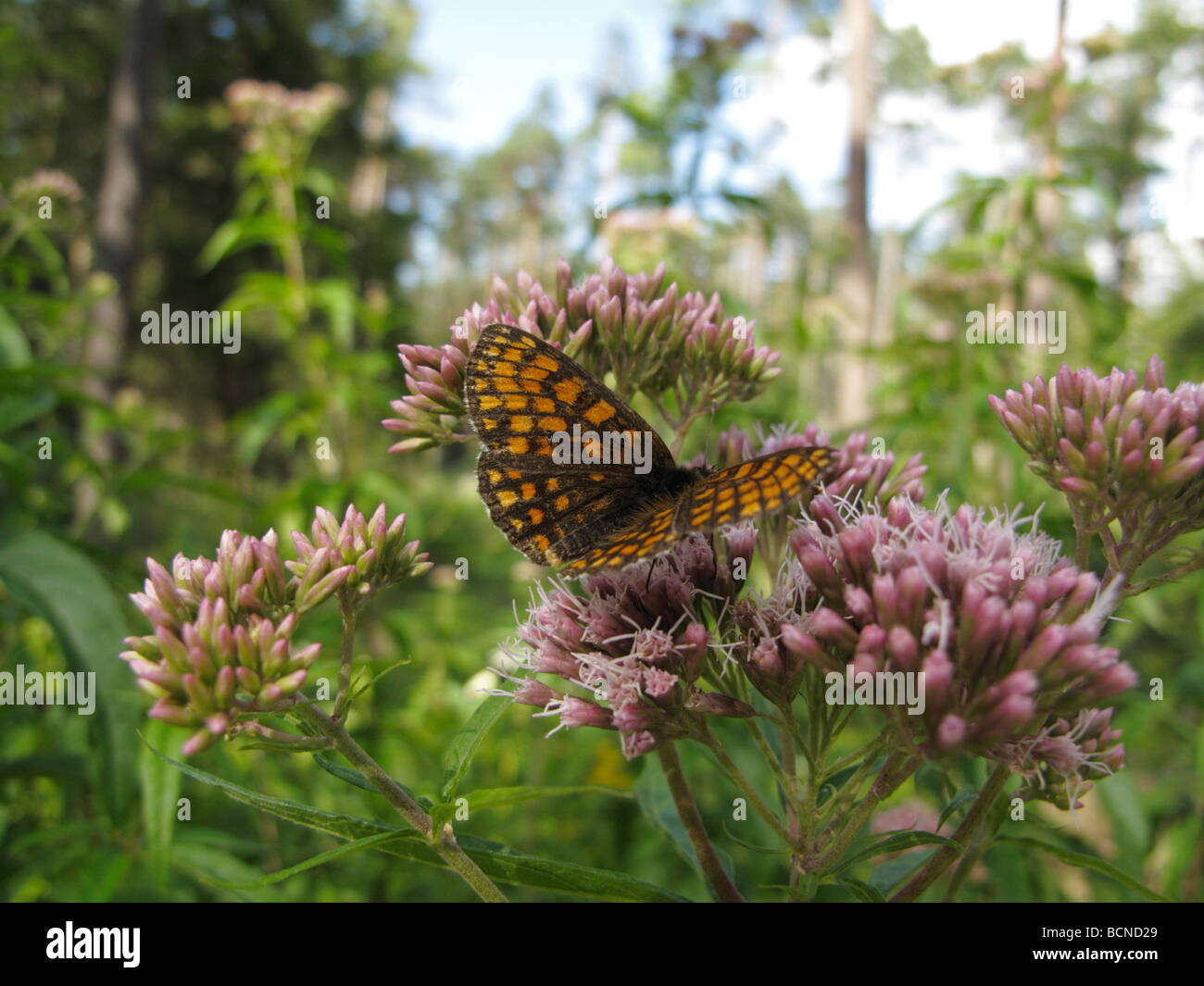 Melitaea athalia, le Heath Fritillary, se nourrissant sur une fleur. Banque D'Images