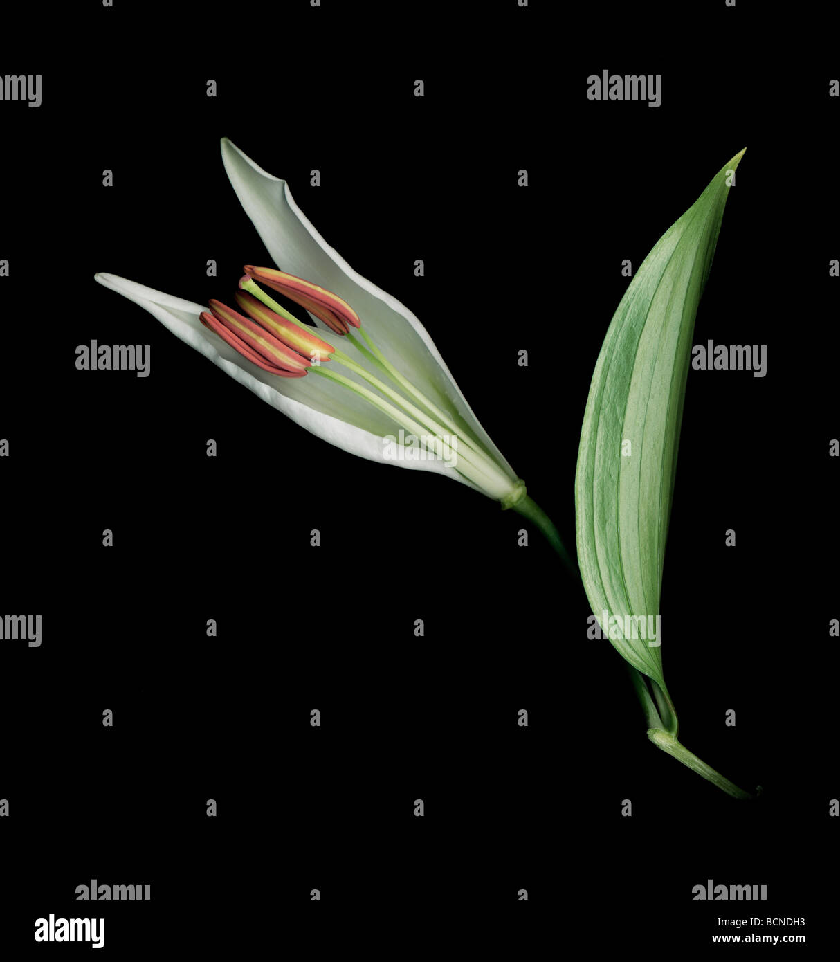 Lilium candidum lillies lillium lilly lily élégant amour pétales graines du changement l'économie verte Banque D'Images