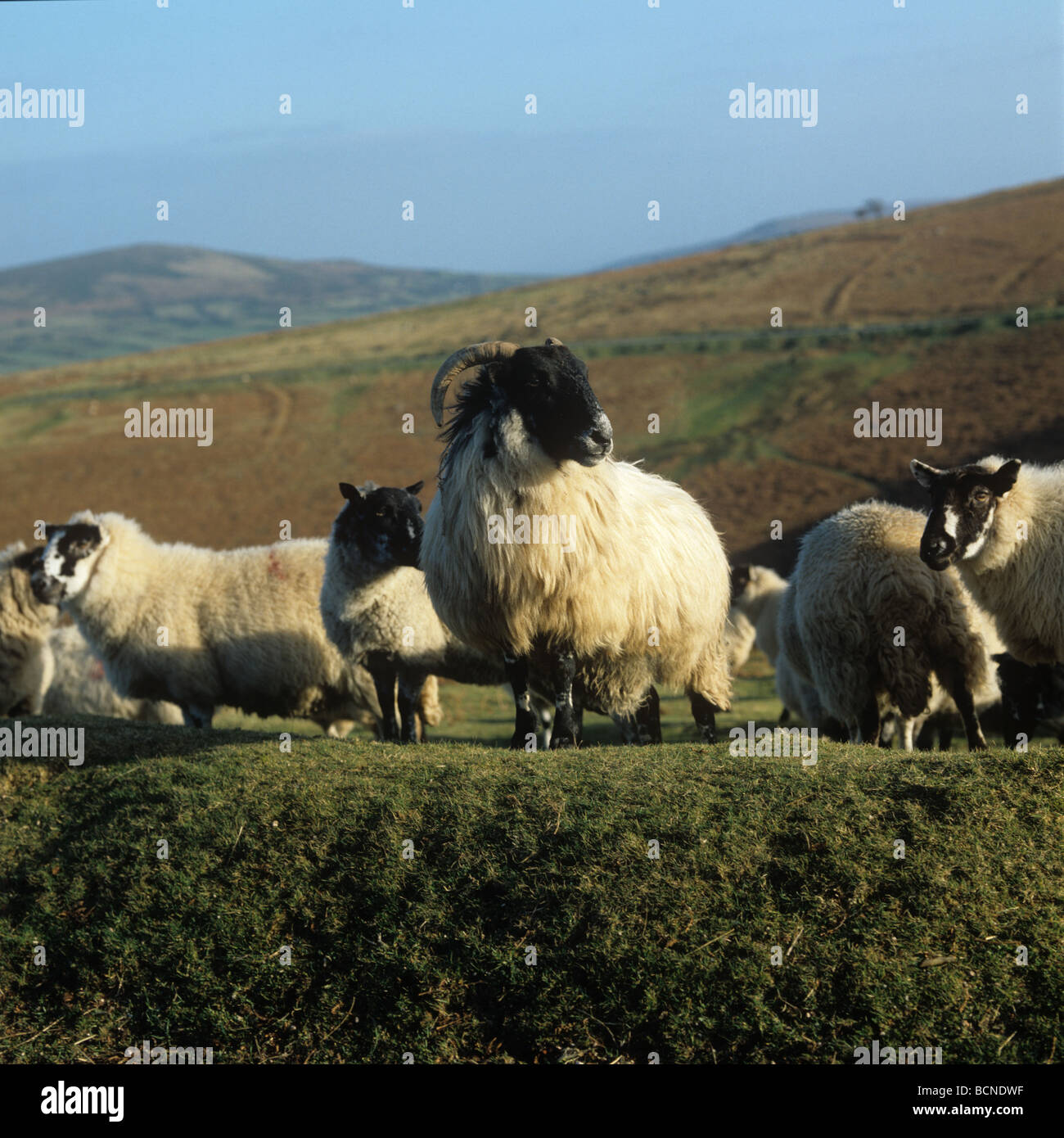 Scottish blackface ram et brebis mule à Dartmoor en hiver Banque D'Images Scottish blackface ram et brebis mule à Dartmoor en hiver Banque D'Images