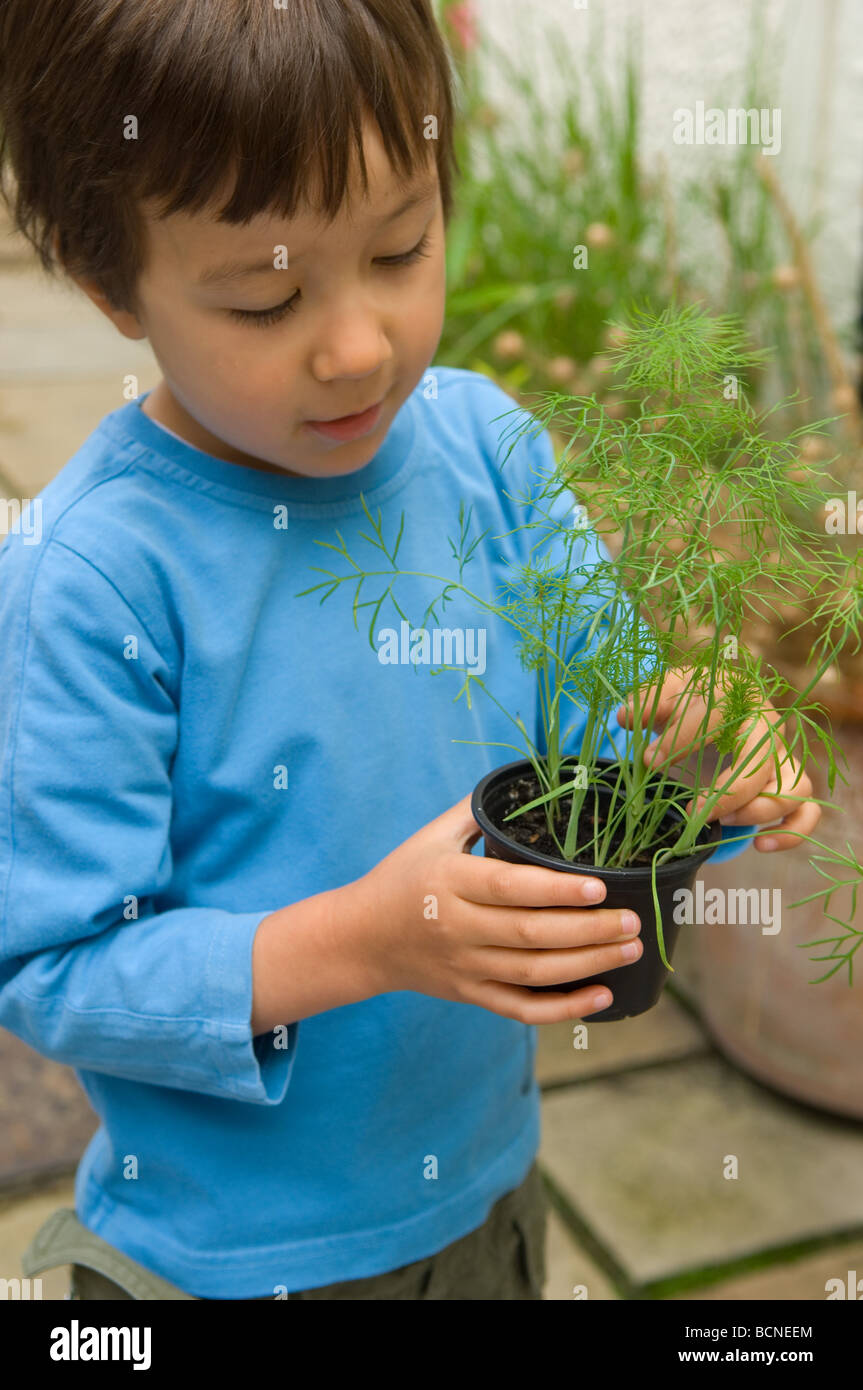 Un garçon de six ans, les jeunes plants de fenouil trous dans le jardin, England, UK Banque D'Images