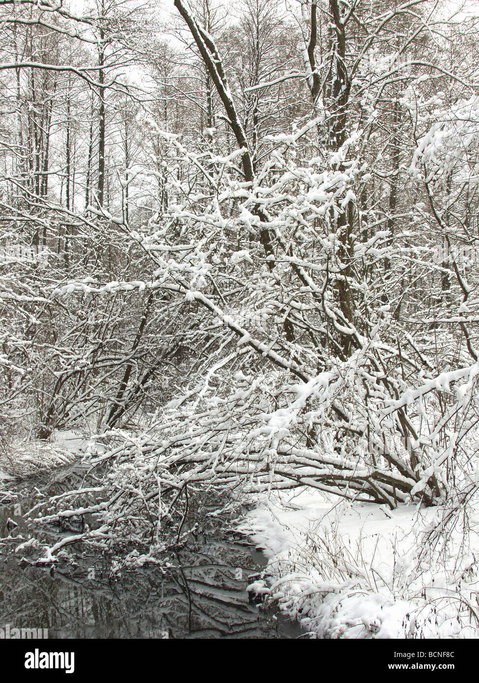 Paysage d'hiver après la tempête de neige La neige branches pliée par petite rivière Banque D'Images