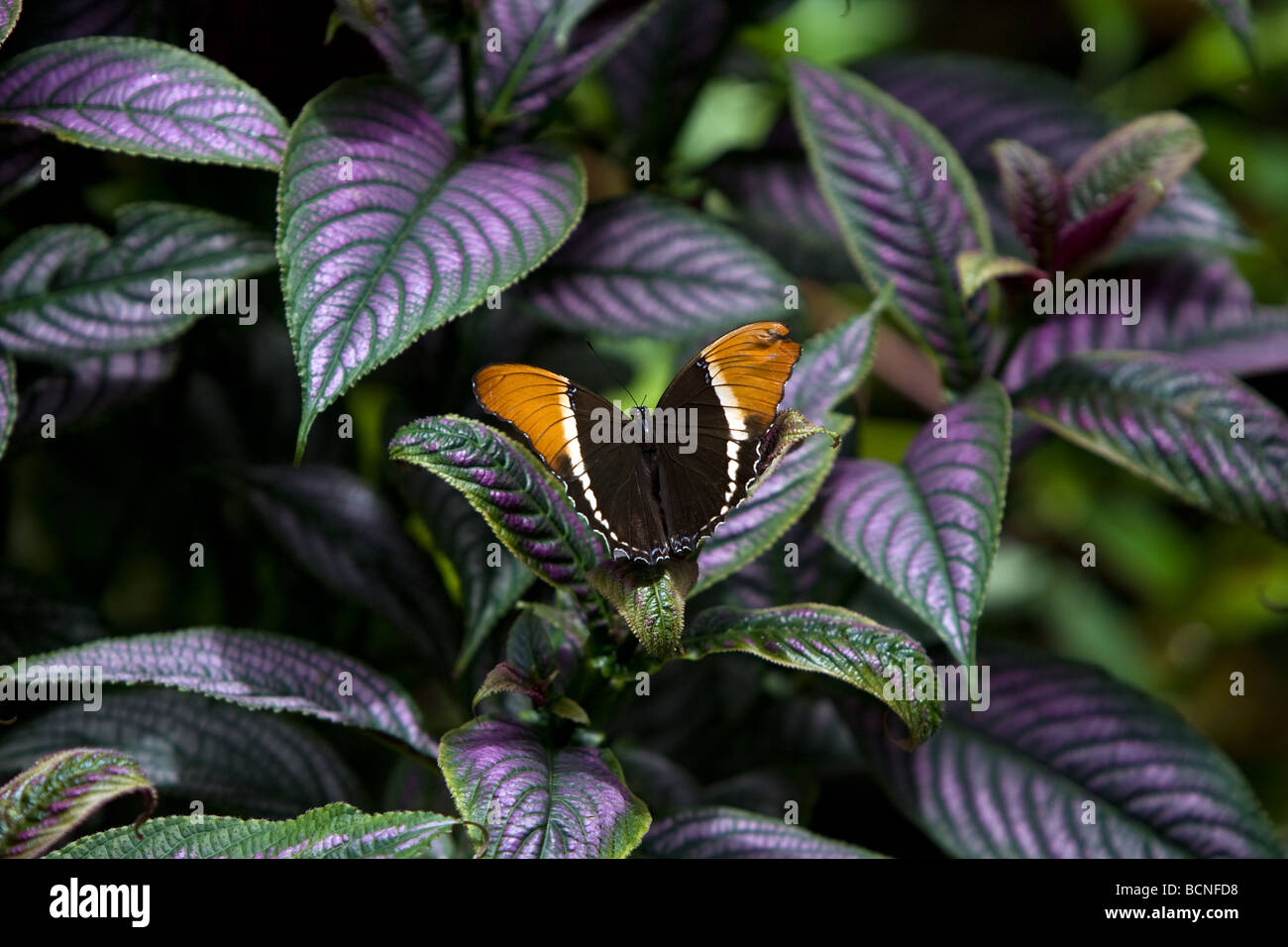 Siproeta epaphus est un monde nouveau papillon qui vit toute l'année dans les habitats. Il a de grandes ailes qui sont noires Banque D'Images