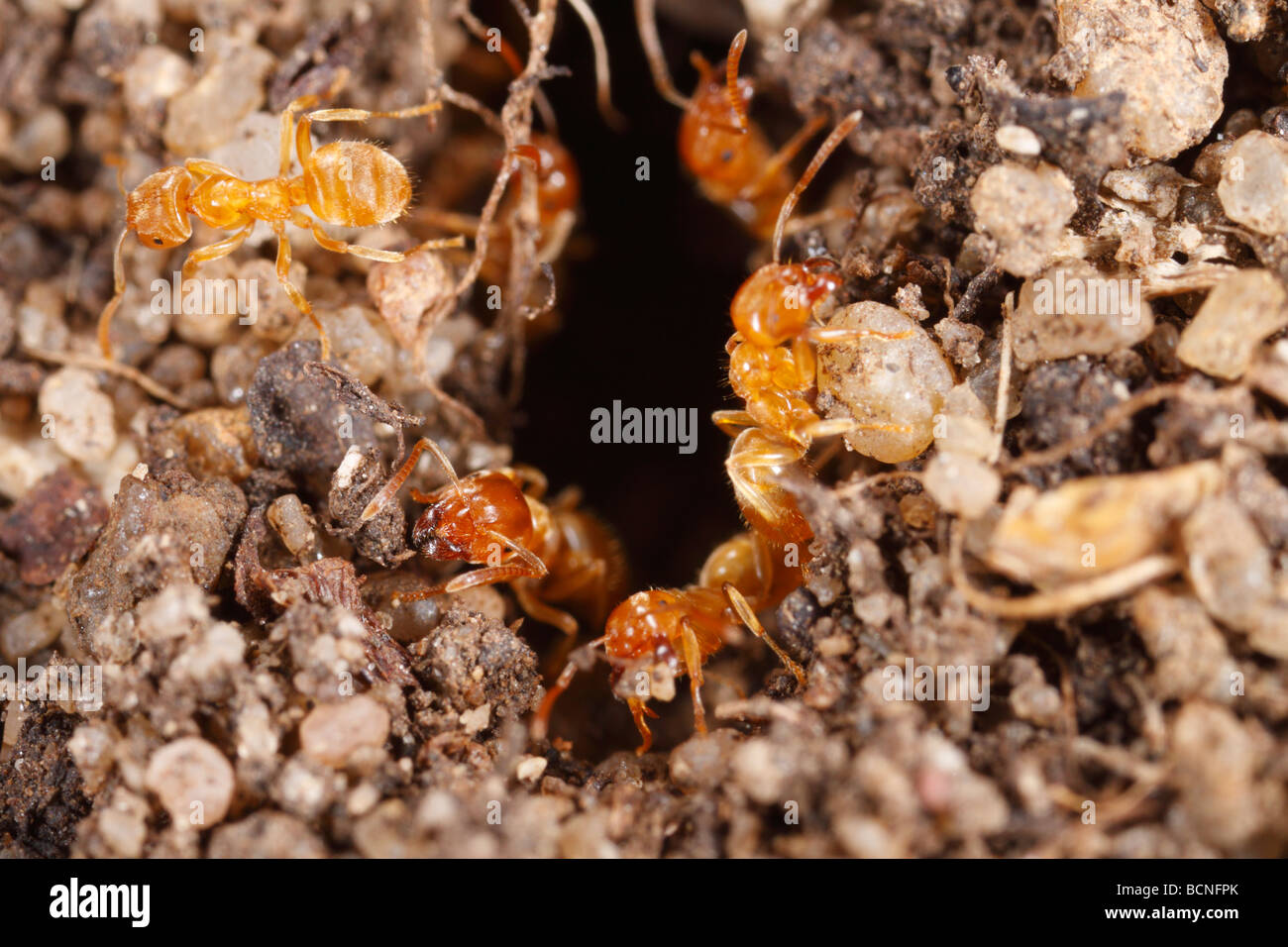 Lasius flavus, jaune, préparer les fourmis pré entrée nid de l'essaimage. Les travailleurs et alates peut être vu. Banque D'Images