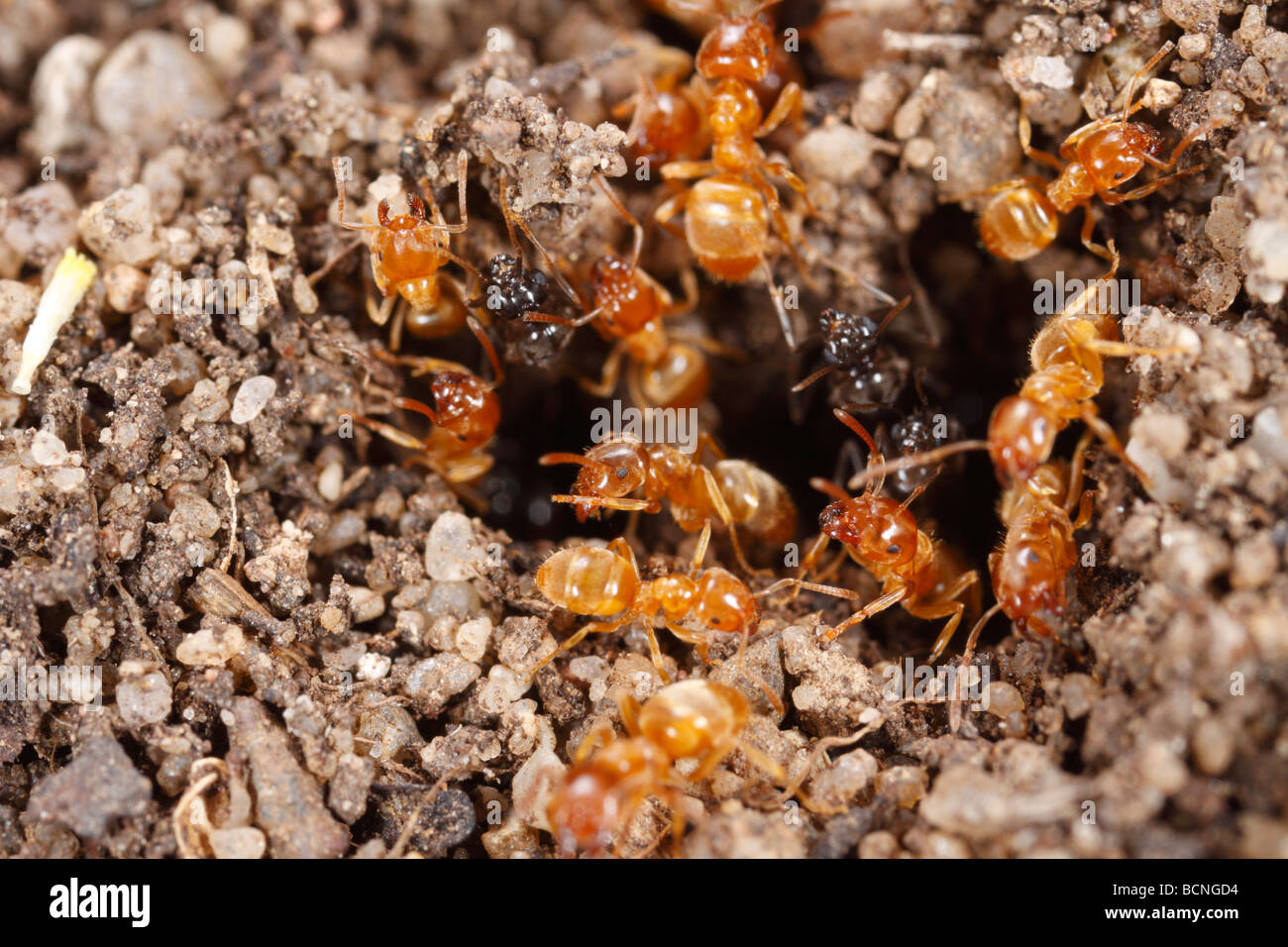 Lasius flavus, jaune, préparer les fourmis pré entrée nid de l'essaimage. Les travailleurs et alates peut être vu. Banque D'Images