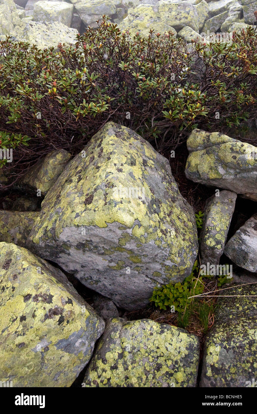Rostblättrige Rhododendron ferrugineum Alpenrose Niederhorn Beatenberg rose neige Berner Oberland Schweiz Banque D'Images Rostblättrige Rhododendron ferrugineum Alpenrose Niederhorn Beatenberg rose neige Berner Oberland Schweiz Banque D'Images