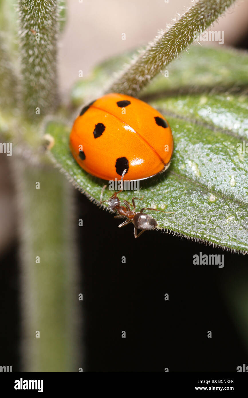 Coccinella septempunctata, les sept-spot ladybird, l'attaque d'une Fourmi Lasius Jardin Noir (Niger) Banque D'Images