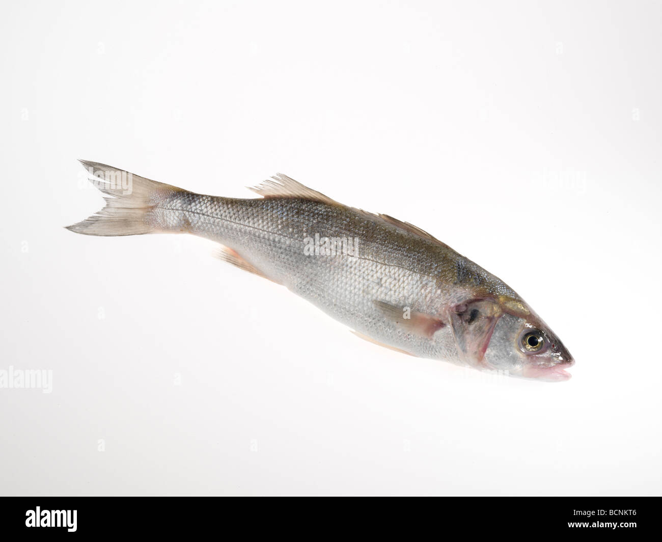 Bar commun sauvage Banque D'Images