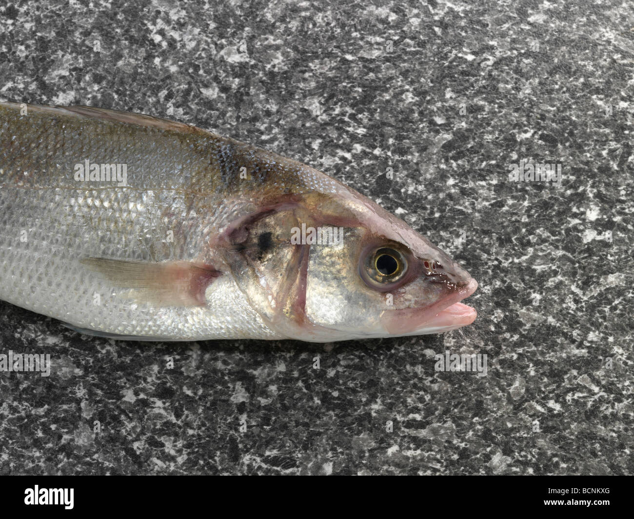 Bar commun sauvage Banque D'Images