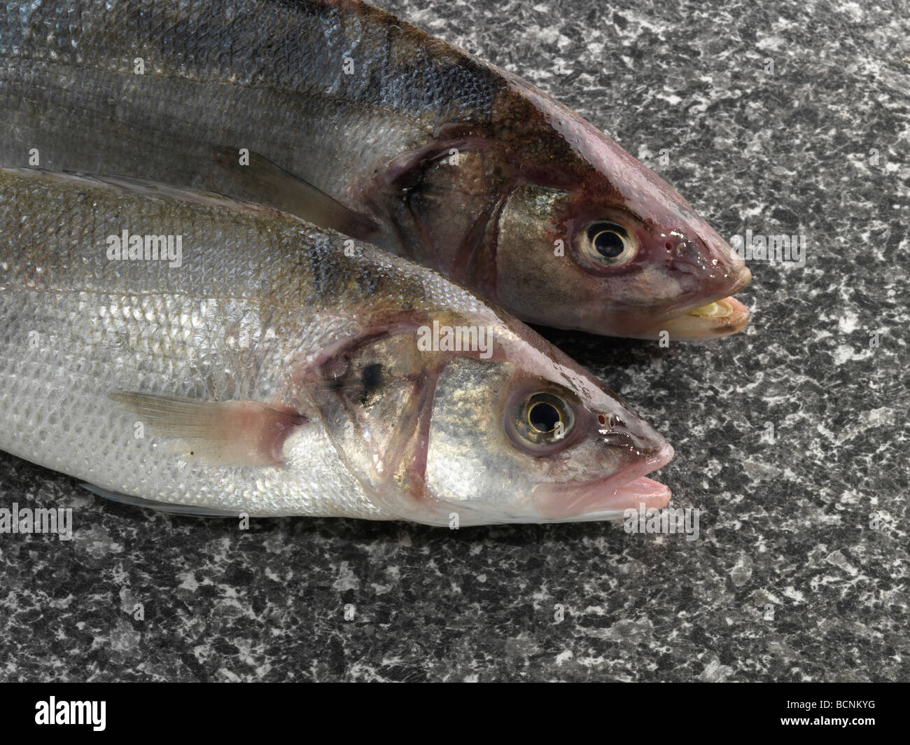 Bar commun sauvage Banque D'Images