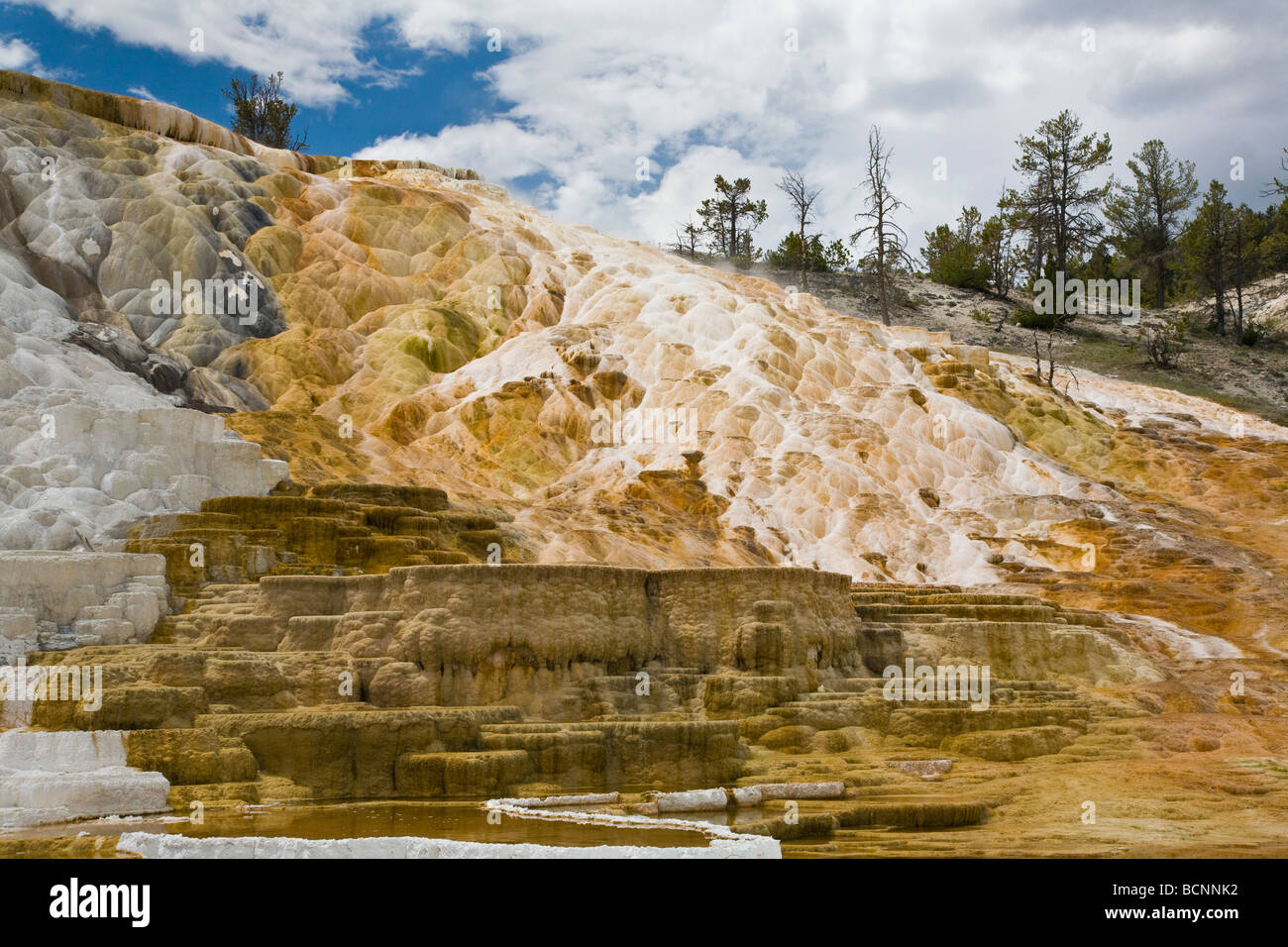 Les dépôts de calcaire travertin en terrasses à Mammoth Hot Springs dans le Parc National de Yellowstone dans le Wyoming Banque D'Images