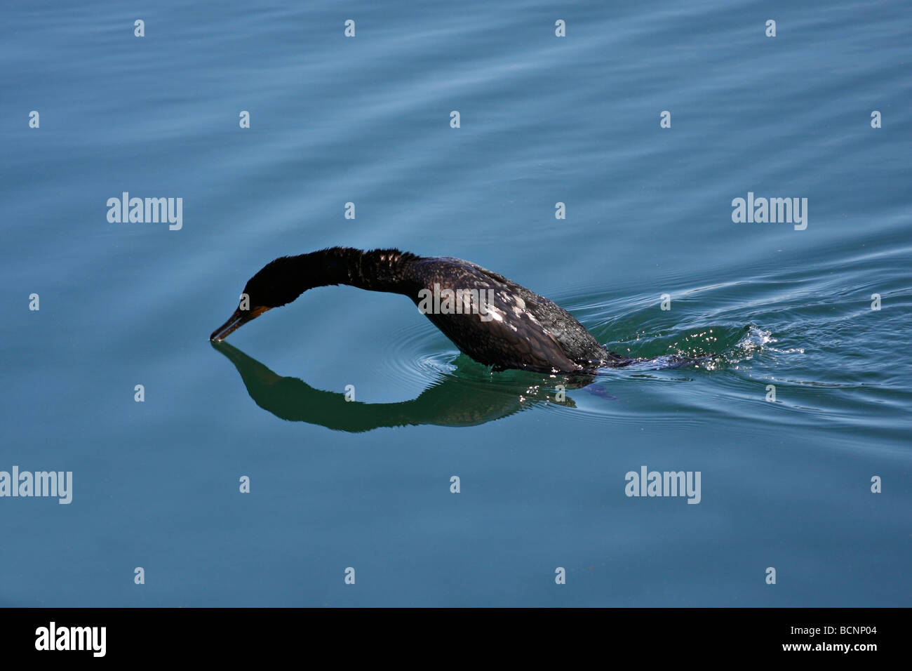 Cormoran vigua plongée sous-marine. Banque D'Images