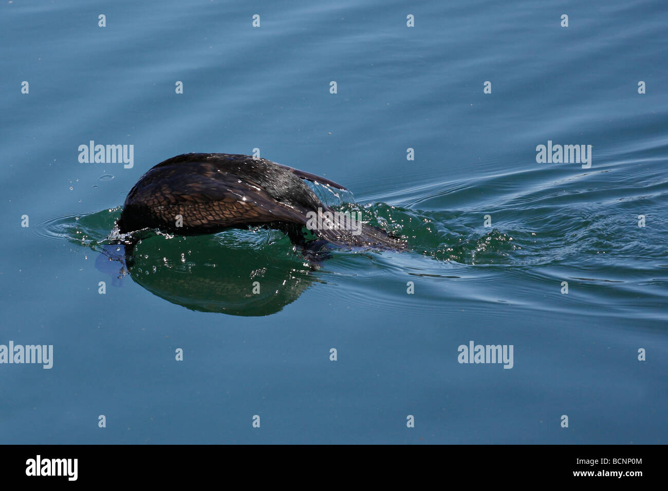 Cormoran vigua plongée sous-marine avec la tête visible sous l'eau. Banque D'Images
