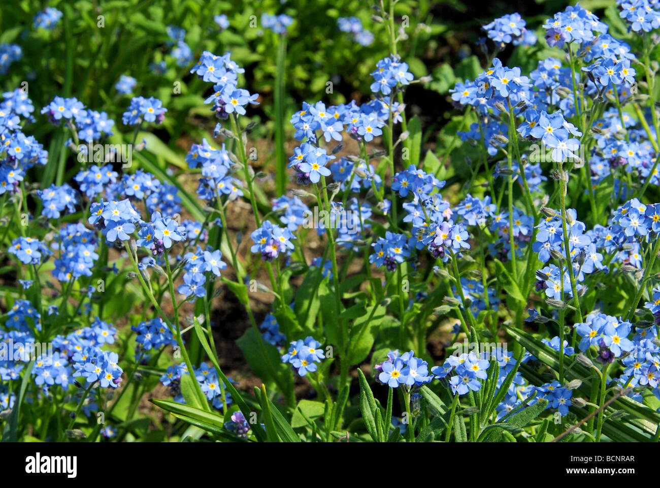 Vergissmeinnicht 01 ne m'oublie pas Banque D'Images