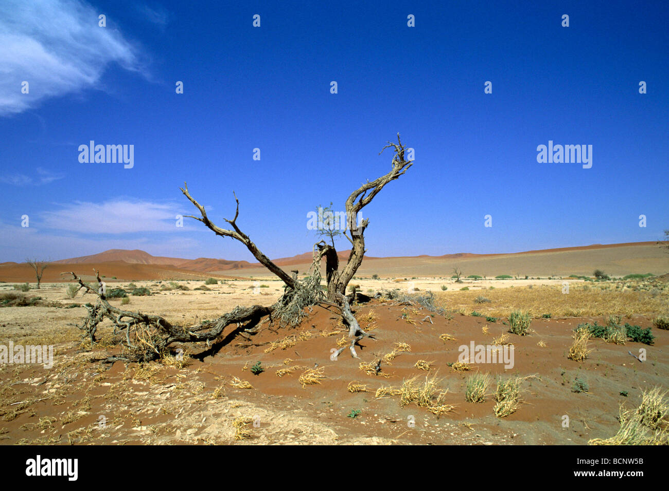 La Namibie désert paysage près de Sossusvlei Banque D'Images