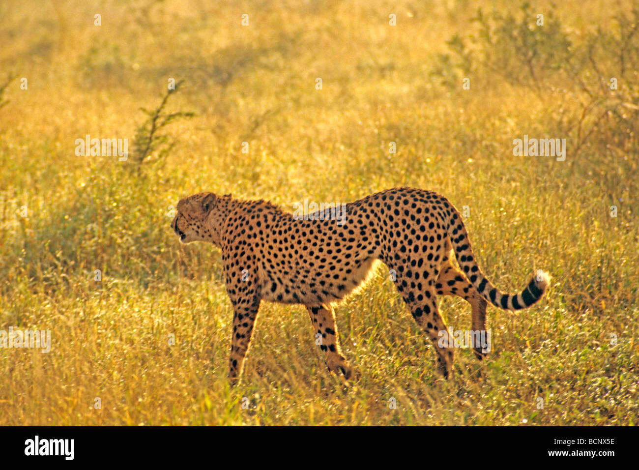 Félin félins cheetah Banque D'Images