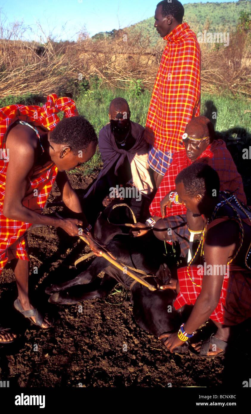 Purge des anciens masaï une vache le Masai Mara au Kenya Banque D'Images