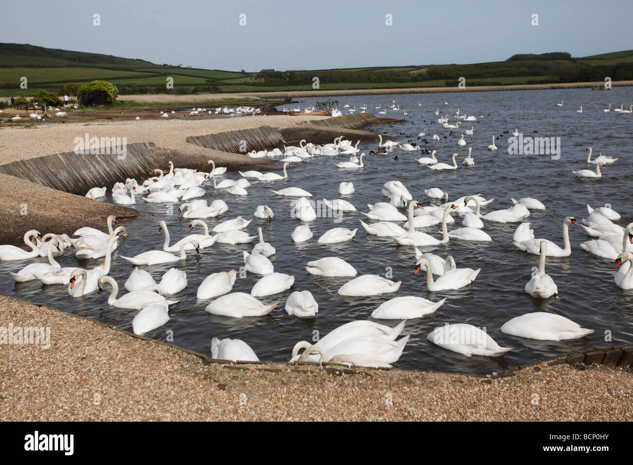 Abbotsbury swannery Dorset Banque D'Images