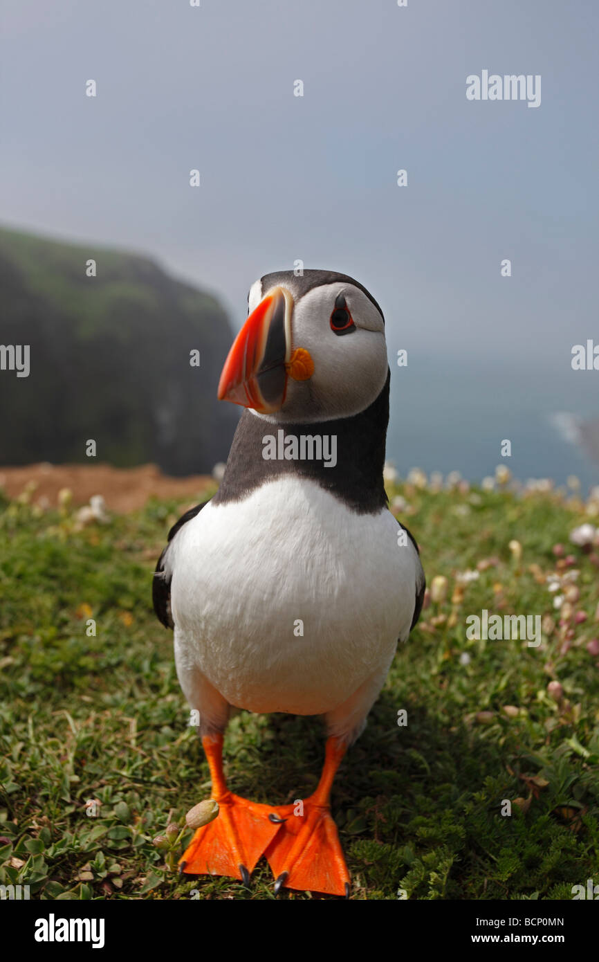 Fraticula arctina macareux debout sur falaise, La Mèche Skomer island Banque D'Images