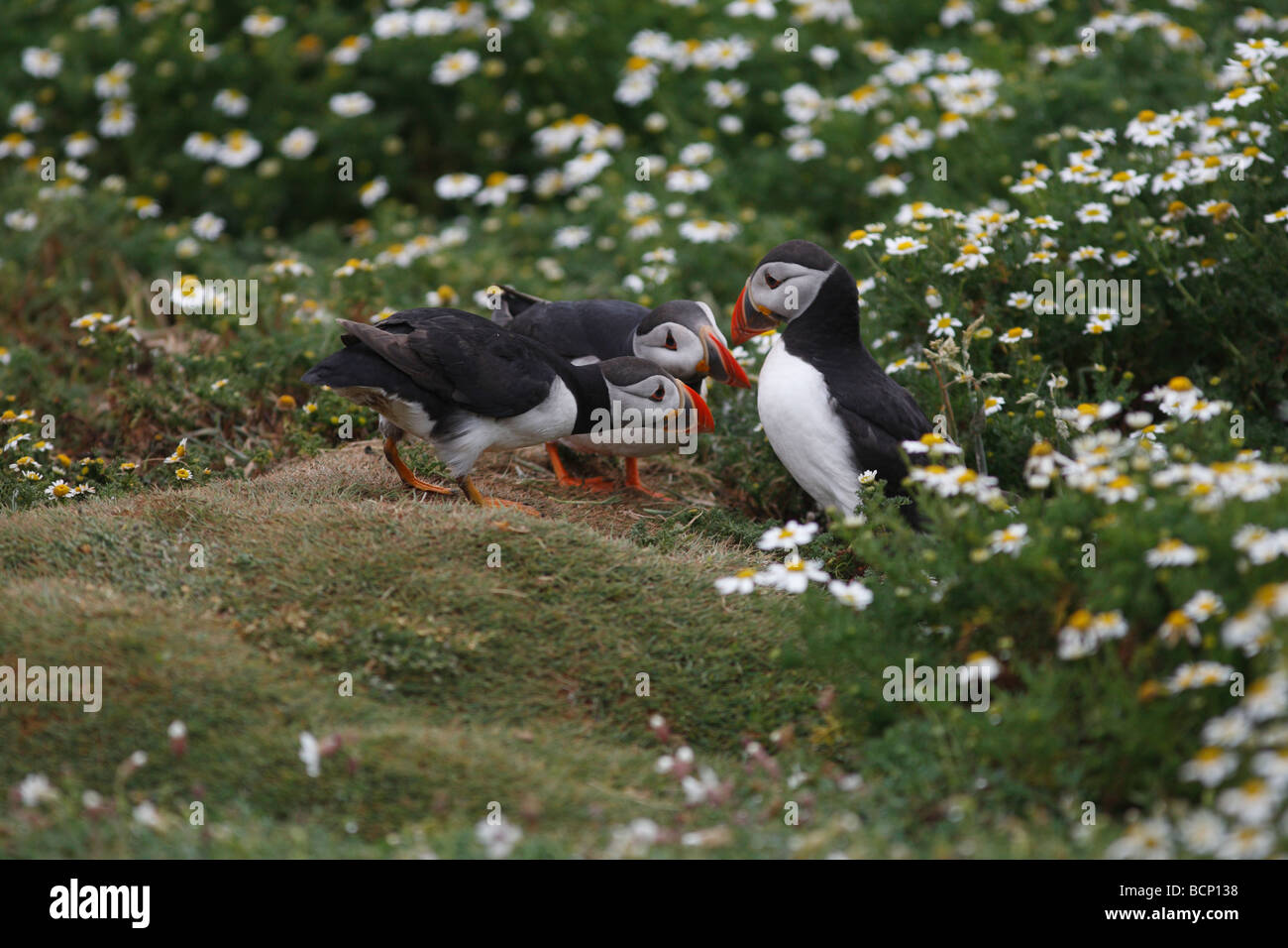 Macareux moine (Fratercula arctica) groupe à l'entrée des terriers Banque D'Images