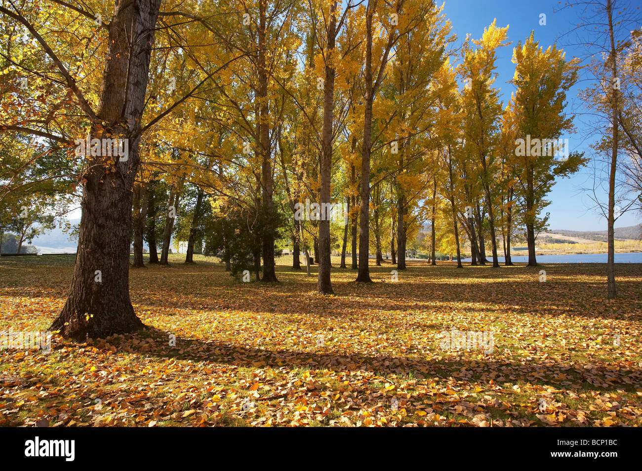 Les arbres d'automne à rampe de mise à l'aire de pique-nique par Khancoban Pondage montagnes enneigées du sud de la Nouvelle-Galles du Sud Australie Banque D'Images
