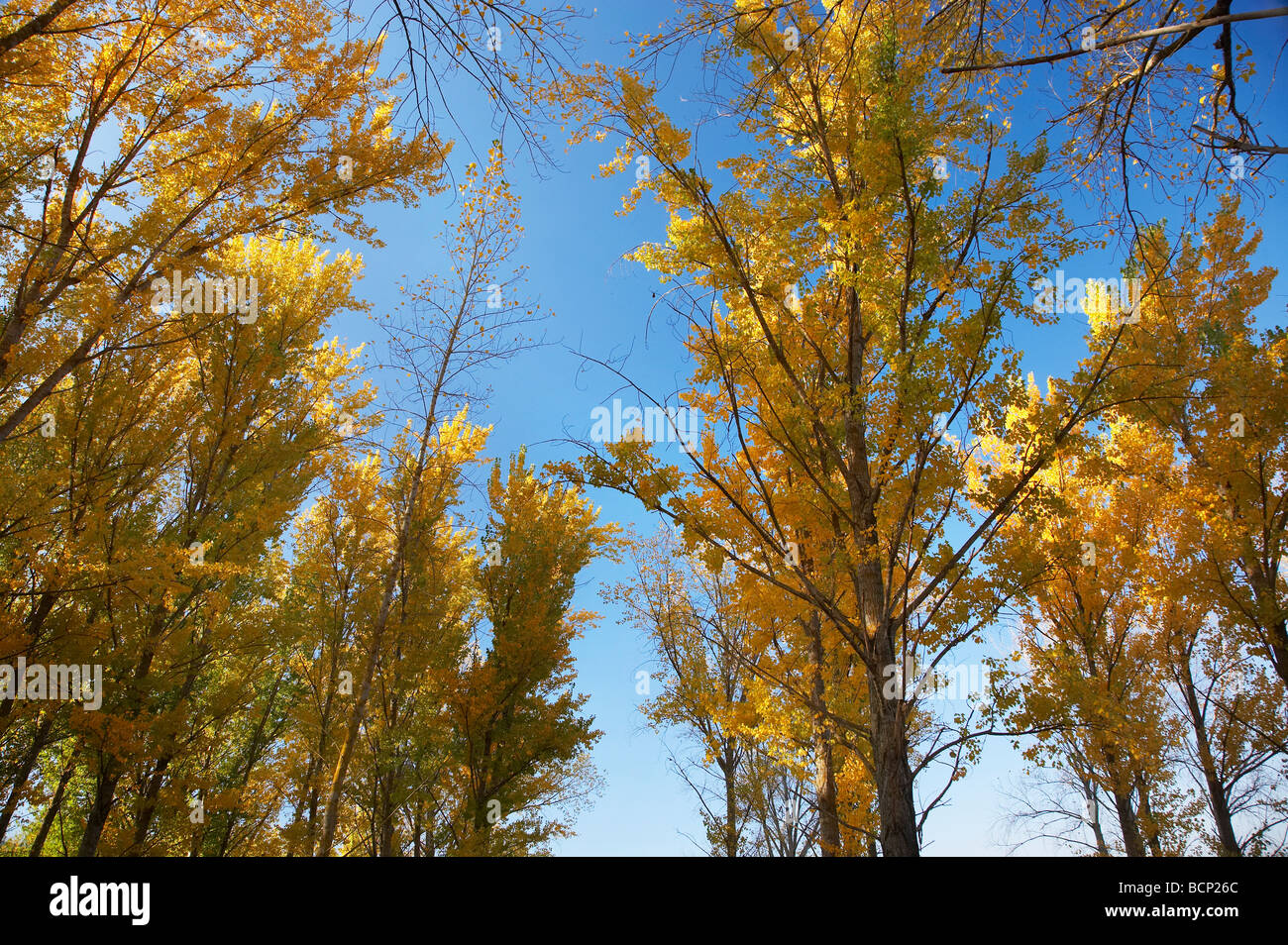 Les arbres d'automne à rampe de mise à l'aire de pique-nique par Khancoban Pondage montagnes enneigées du sud de la Nouvelle-Galles du Sud Australie Banque D'Images