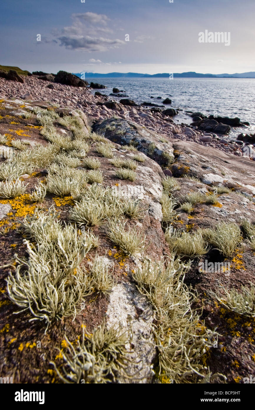 Le grès et le lichen velues, Kraainem Banque D'Images