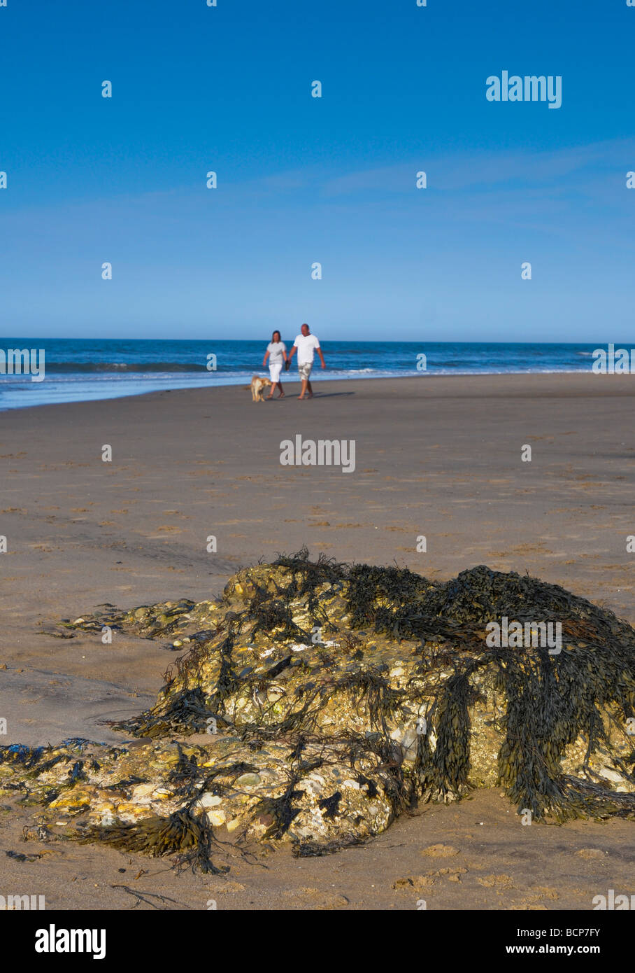 Un couple en train de marcher un chien sur Reighton Sands, près de Scarborough, Yorkshire du Nord Banque D'Images