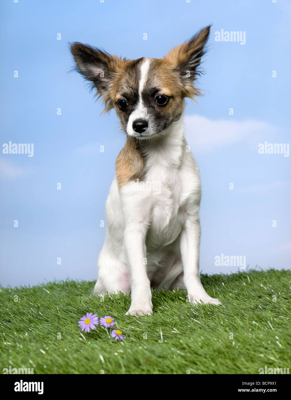 Chihuahua puppy sitting on grass against blue sky, studio shot Banque D'Images